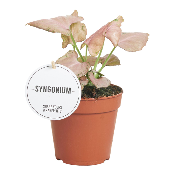 Syngonium Strawberry
