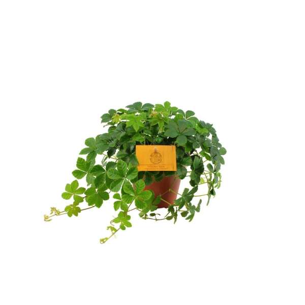 Parthenocissus Striata