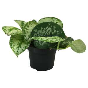 Scindapsus pictus 'Exotica'