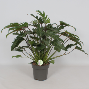 Philodendron 'Xanadu'