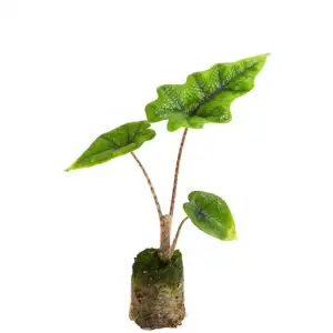 Alocasia Jacklyn - Plug