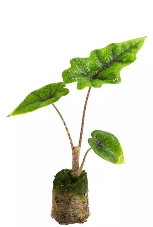 Alocasia Jacklyn - Plug