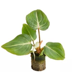 Philodendron Gloriosum - Plug