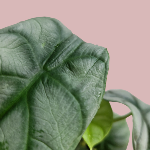 Alocasia Silver Dragon - Plug