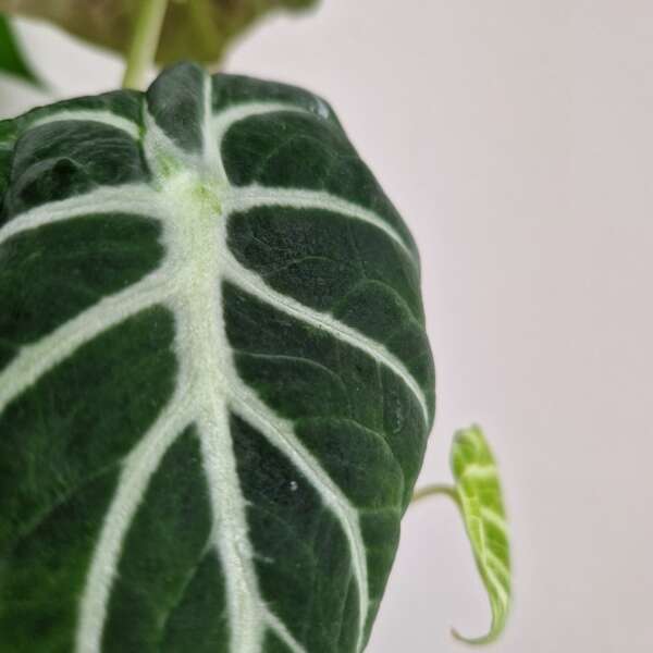 Alocasia Ninja - Plug