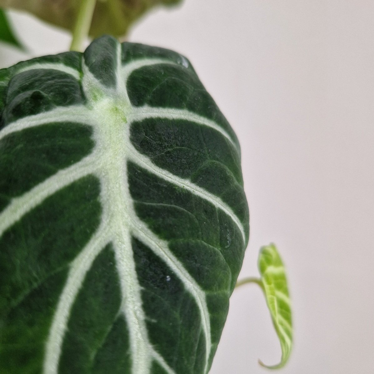 Alocasia Ninja - Plug