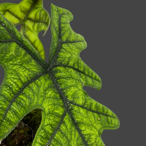Alocasia Jacklyn