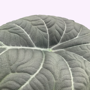 Alocasia Maharani