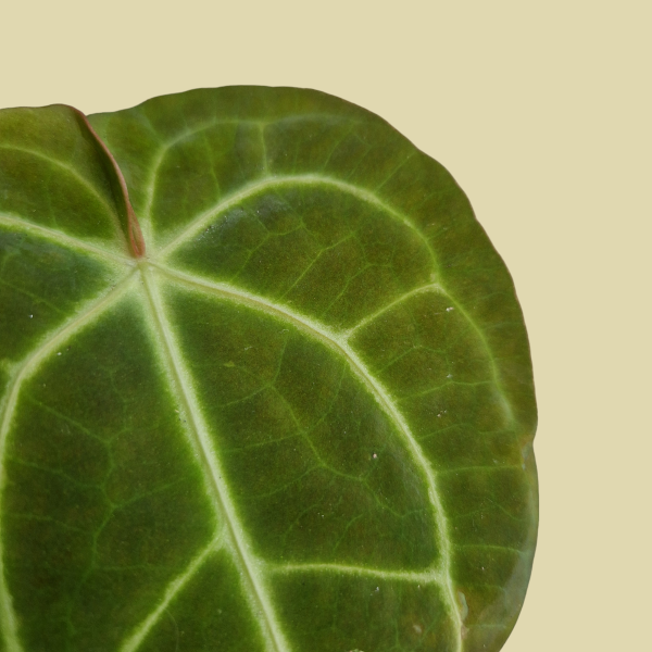 Anthurium Regale x Magnificum