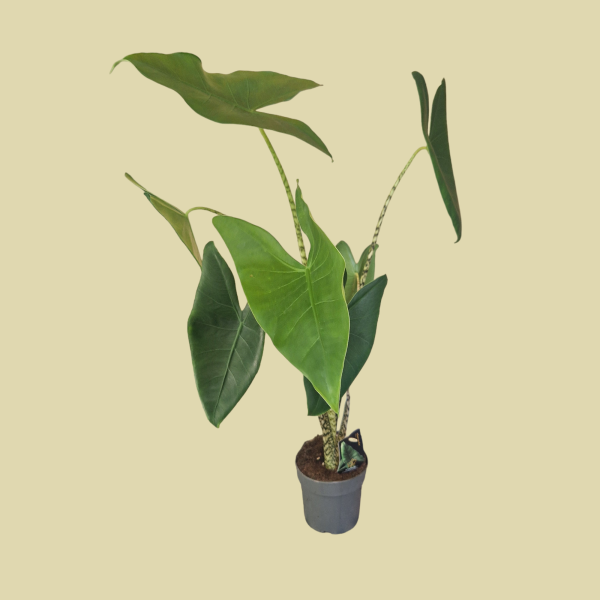 Alocasia Zebrina