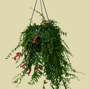 Aeschynanthus japhrolepis