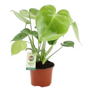 Monstera Deliciosa 40cm