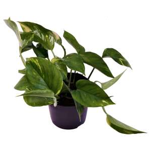 Epipremnum Aureum
