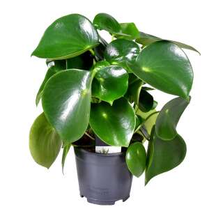 Peperomia Polybotrya 'Raindrop'