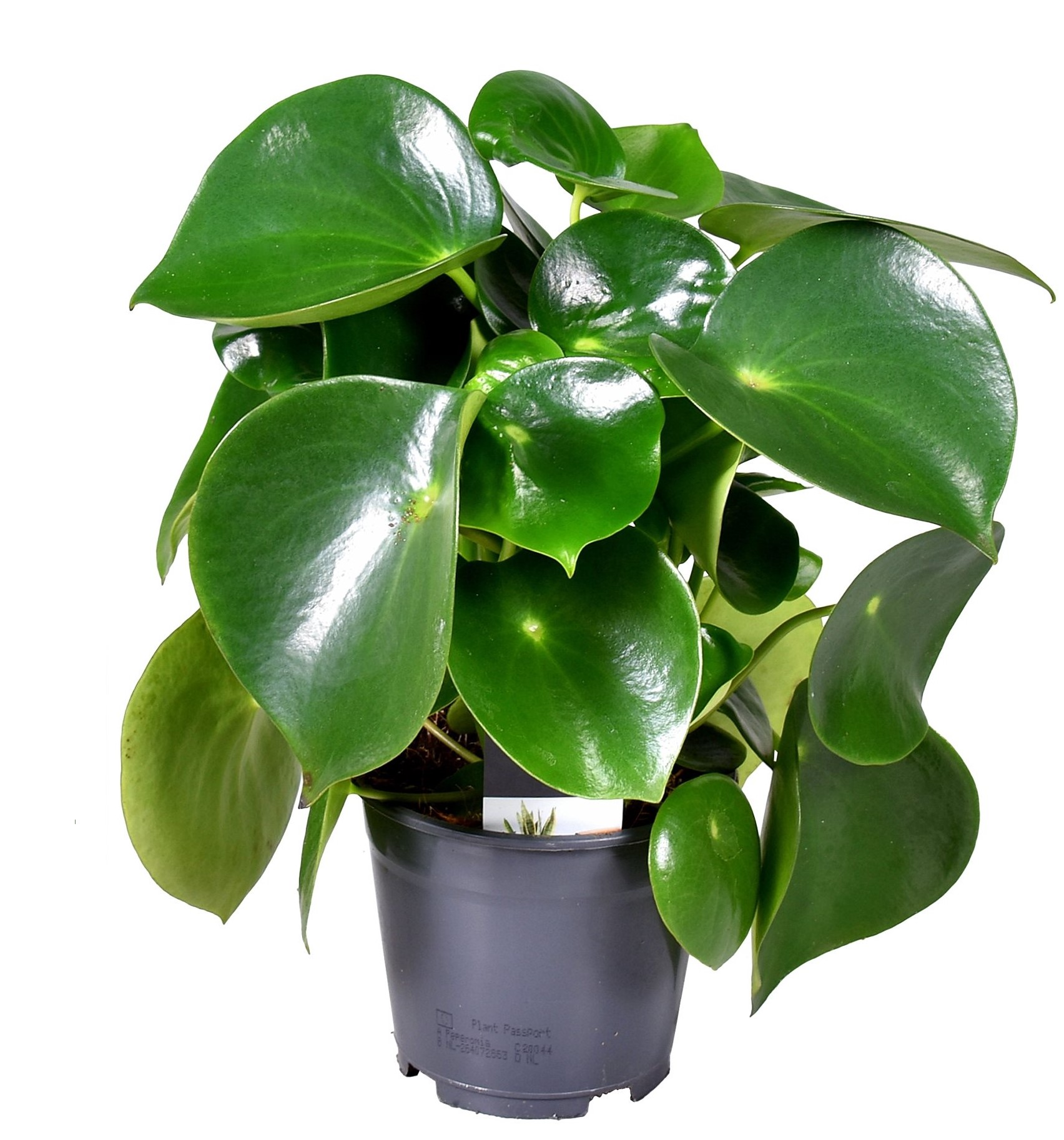 Peperomia Polybotrya 'Raindrop'