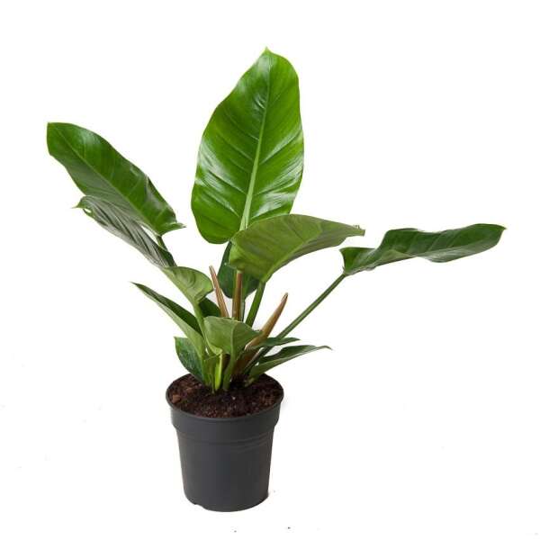 Philodendron 'Imperial Green'