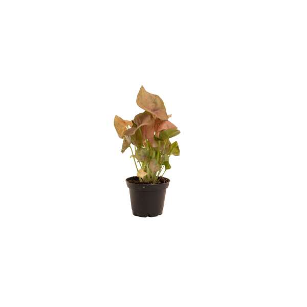 Syngonium Neon Robusta - Babyplant