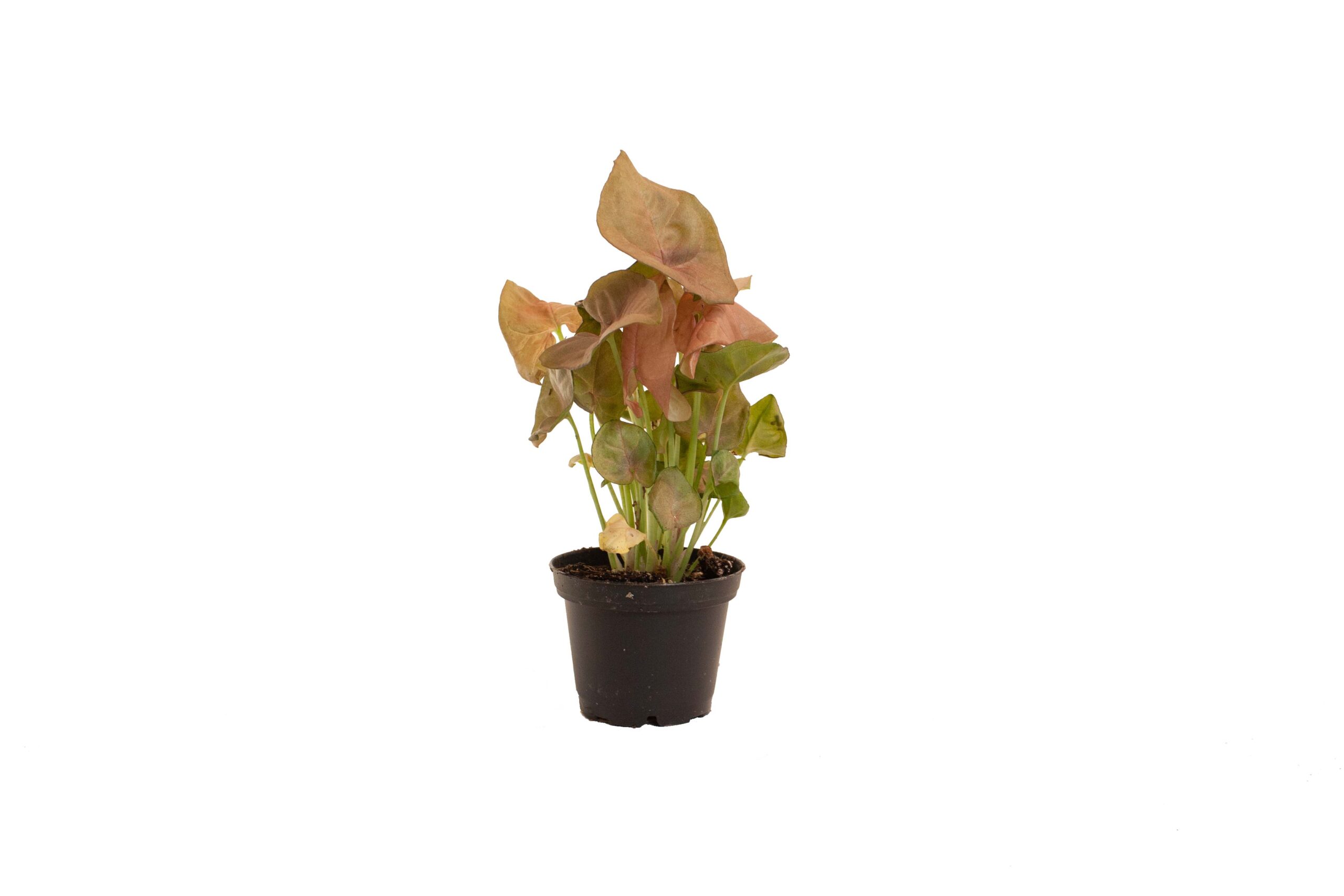 Syngonium Neon Robusta - Babyplant