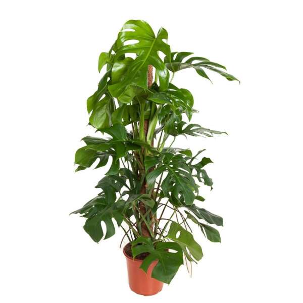 Monstera Deliciosa on a moss pole