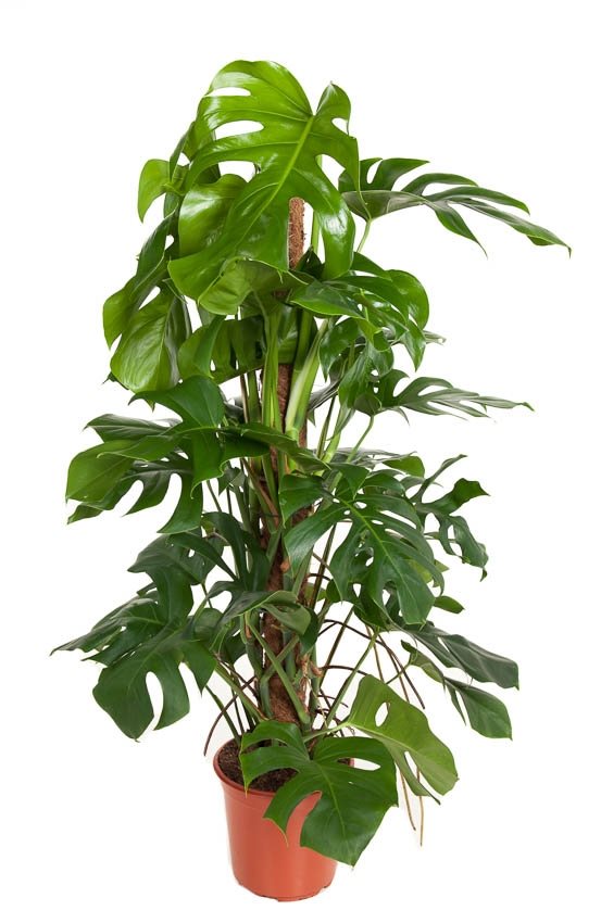 Monstera Deliciosa on a moss pole