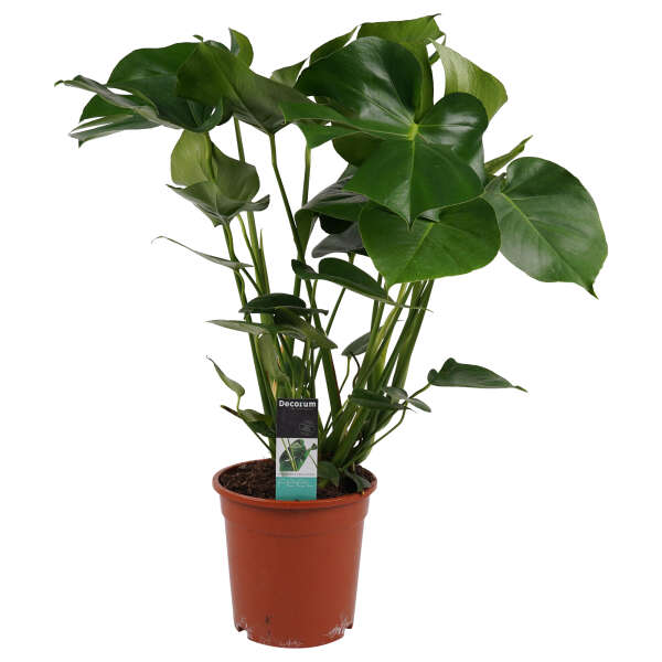 Monstera Deliciosa 75cm