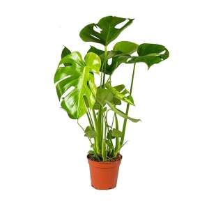 Monstera Deliciosa 60cm