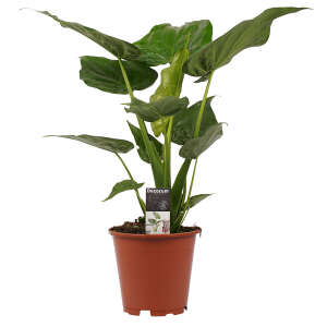 Alocasia Cucullata