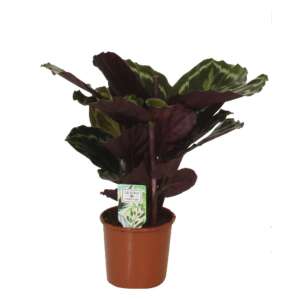 Calathea 'Medallion'
