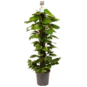 Epipremnum Aureum on a 120cm mosspole