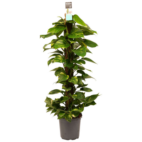 Epipremnum Aureum on a 120cm mosspole