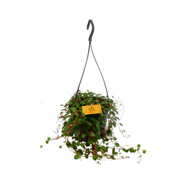 Peperomia 'Pepperspot' in a hanging pot