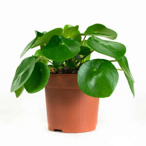 Pilea Peperomioides