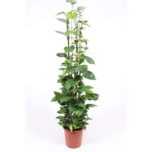 Epipremnum Aureum on a 160cm mosspole
