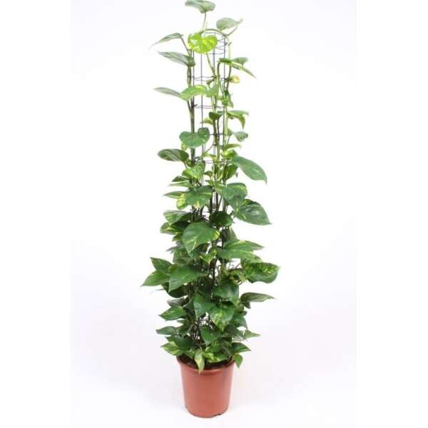 Epipremnum Aureum on a 160cm mosspole