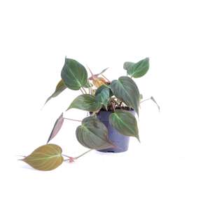 Philodendron Scandens 'Micans'