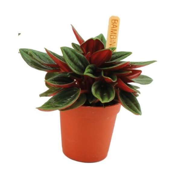 Peperomia Rosso - Babyplant