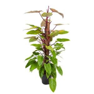 Philodendron ‘Painted Lady’ on a moss pole