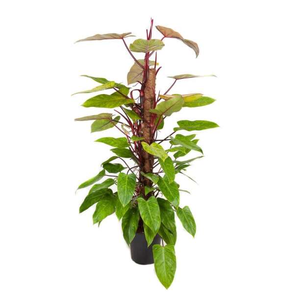 Philodendron ‘Painted Lady’ on a moss pole