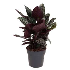 Calathea Ornata
