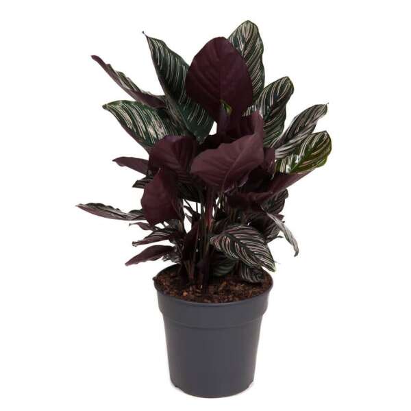 Calathea Ornata