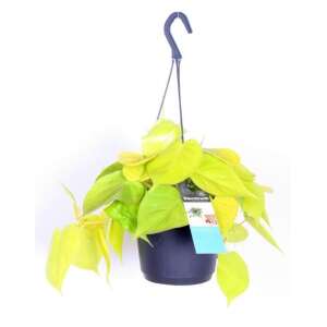 Philodendron Scandens 'Lemon Lime' in a hanging pot
