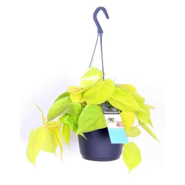 Philodendron Scandens 'Lemon Lime' in a hanging pot