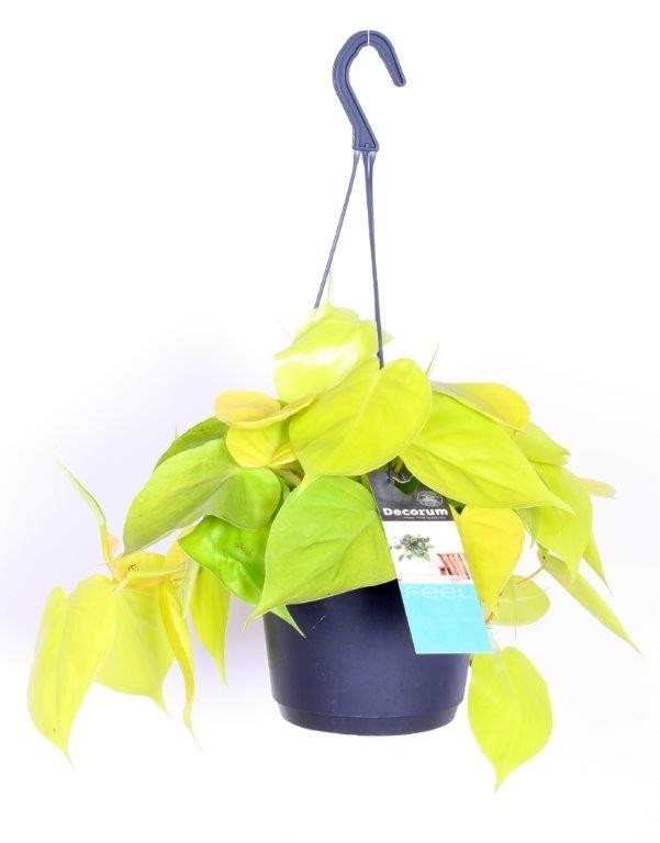 Philodendron Scandens 'Lemon Lime' in a hanging pot