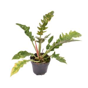 Philodendron Ring of Fire