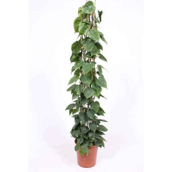 Philodendron Hederaceum (Scandens) on a Pole