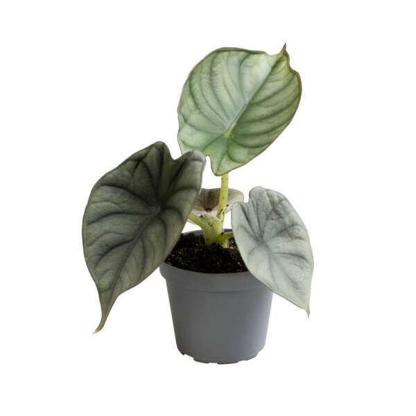 Alocasia Nebula Silver - Babyplant