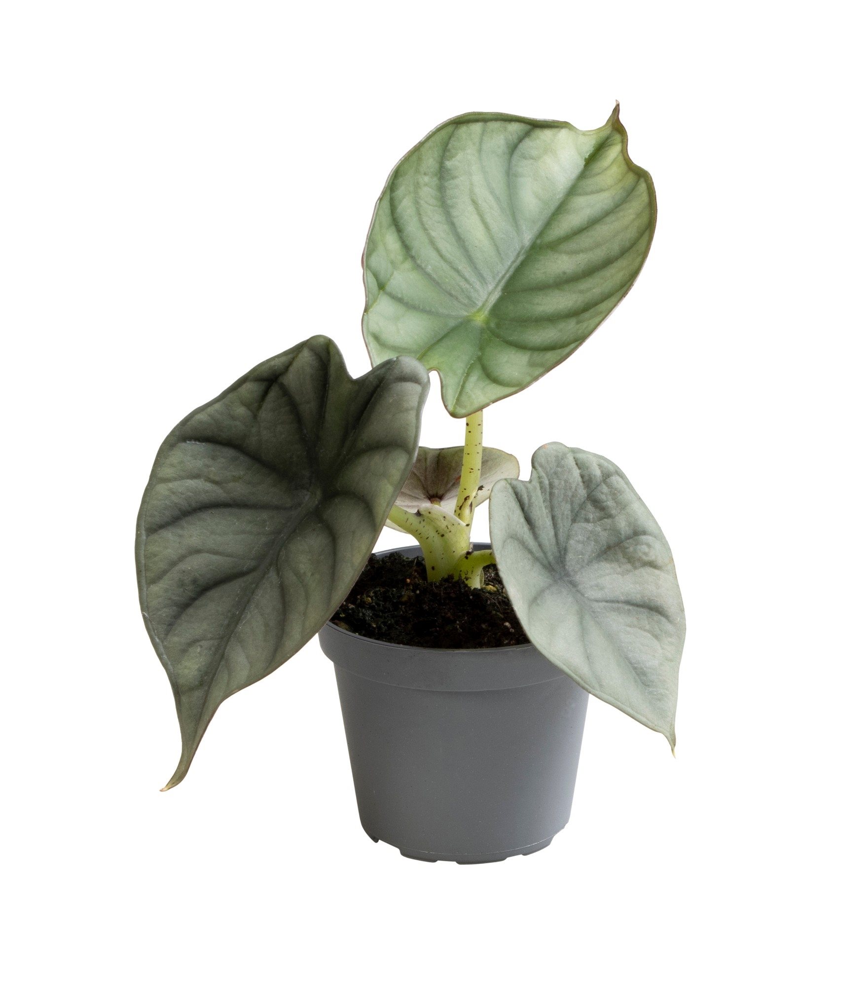 Alocasia Nebula Silver - Babyplant