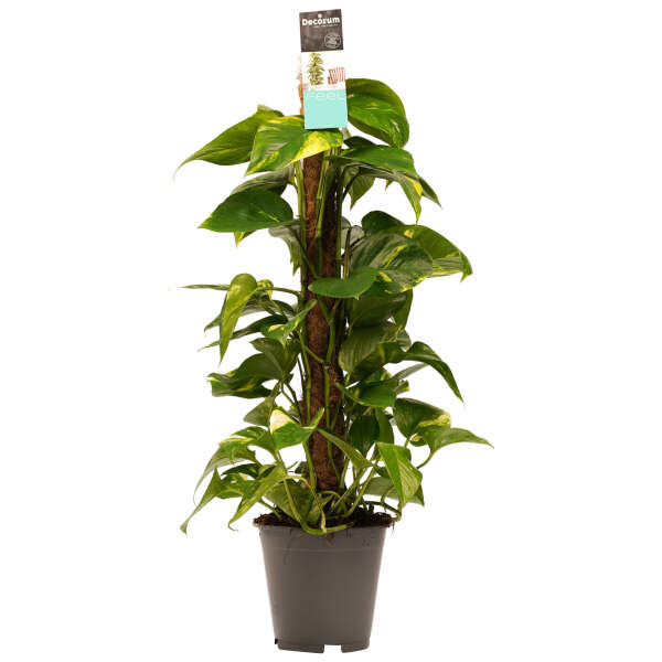 Epipremnum Aureum on a 80cm mosspole