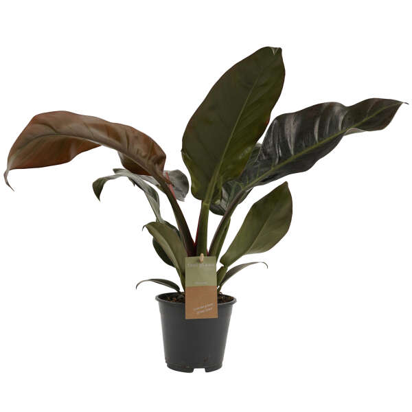 Philodendron Imperial Red