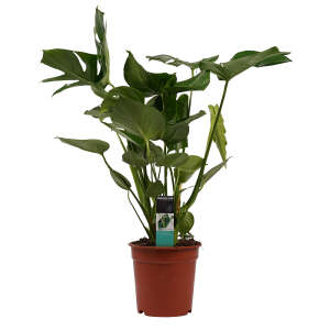 Monstera Deliciosa 70cm